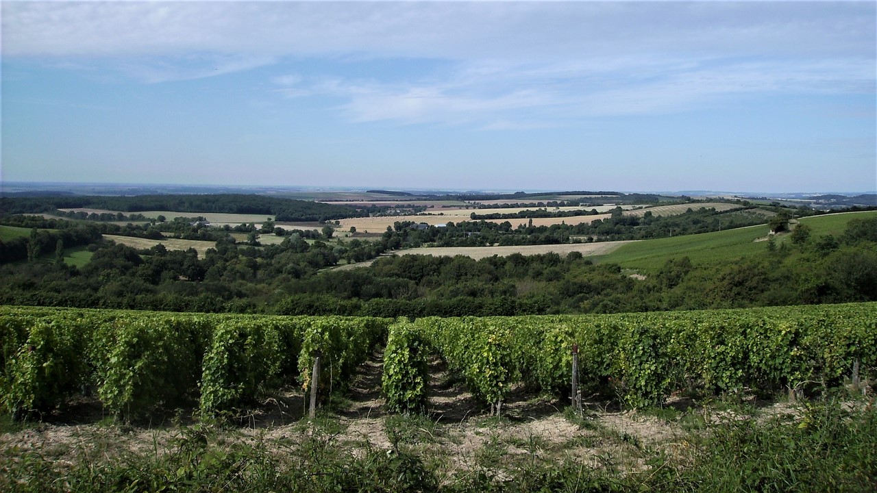 Les vignes